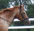 Rosie